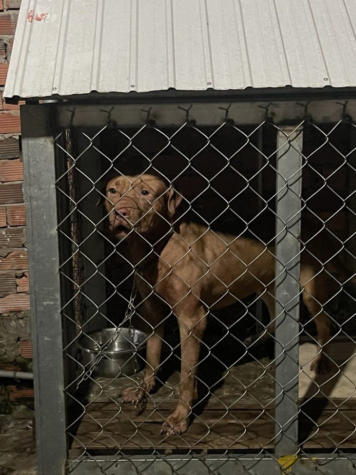 Chó pitbull của con gái cắn chết mẹ ruột - Ảnh 2. Chó pitbull của con gái cắn chết mẹ ruột - Ảnh 2.