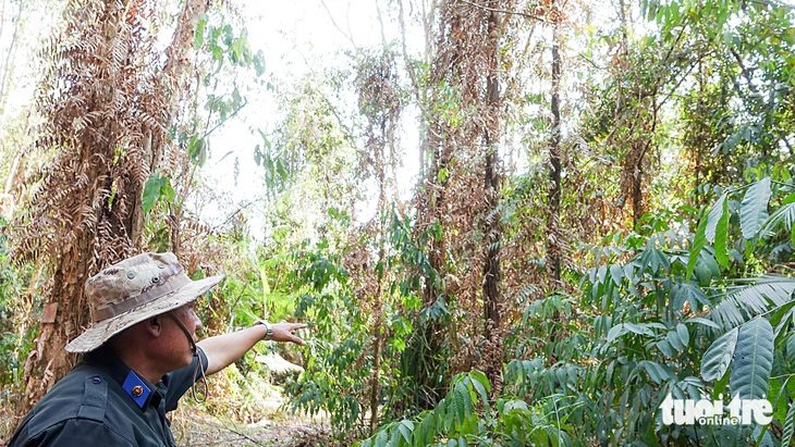 Căng sức phòng lửa cho rừng Phú Quốc- Ảnh 1. Cỏ cây ở rừng xã Bãi Thơm khô vàng vì nắng nóng - Ảnh: CHÍ CÔNG