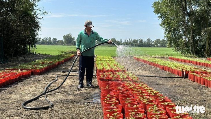 base64-1734685780328773105371 Nông dân trồng hoa Tết lo lắng vì chi phí tăng - Ảnh 1.