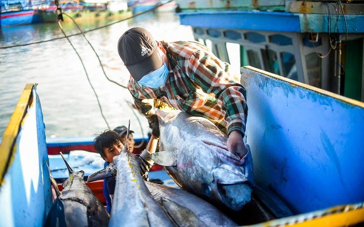 Cá ngừ đóng hộp Việt Nam đang là 'ngôi sao' tại Mỹ - Ảnh 1. Vượt qua các 'ông lớn' quốc tế, cá ngừ đóng hộp Việt Nam đang là 'ngôi sao' tại Mỹ - Ảnh 1.
