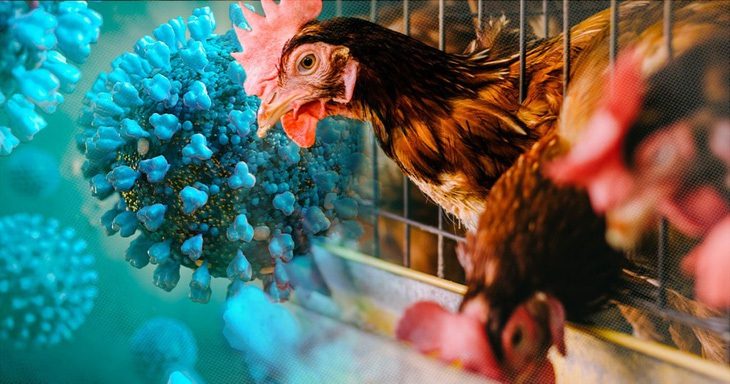 Campuchia phát hiện ca tử vong do cúm gia cầm A/H5N1, Việt Nam chỉ đạo khẩn - Ảnh 1. Campuchia phát hiện ca tử vong do cúm gia cầm A/H5N1, Việt Nam chỉ đạo khẩn - Ảnh 1.