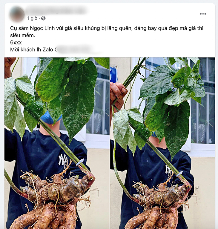 Bi, hài săn sâm quý: Sâm khủng thật, giả khó lường - Ảnh 1. Bi, hài săn sâm quý: Sâm khủng thật, giả khó lường - Ảnh 1.